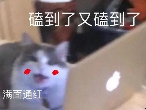 cp图片表情包,趣味横生的网络文化新宠